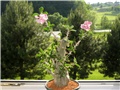 Pachypodium lealii ssp. Saundersi