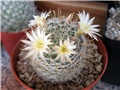 Mammillaria 