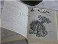 časopis Kaktus