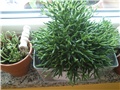 rhipsalis