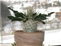 Pachypodium namaqanum