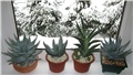 Aloe ferox  2X , Aloe marlotis , Aloe variegata
