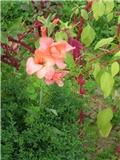 Gladiola