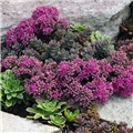 Sedum Ewersii