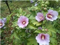 Vrtni hibiscus