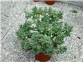 Crassula arborescens  undulatifolia