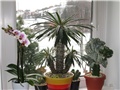 Pachypodium lamerei