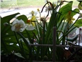 narcisi