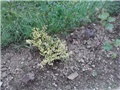 sjeverna strana