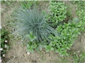 blue festuca