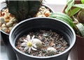 Mammillaria  sanchez-mejoradae