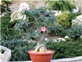 Adenium obesum