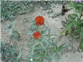 crvena gomphrena1