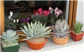 agave - ciklame