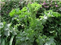 Silybum marianum