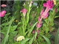 Celosia cristata