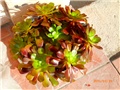 aeonium