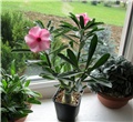 Adenium swazicum 