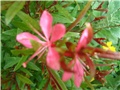 gaura