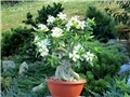 Adenium obesum