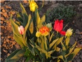 Tulipani