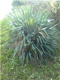 yucca