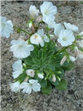 lewisia