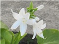 Hosta