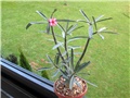 adenium somalense var. crispum