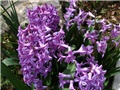 Hyacinthus 