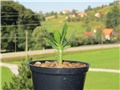 Pachypodium ambongense