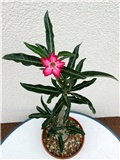 Adenium somalense