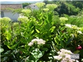 sedum
