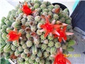 Kaktus chamaecereus silvestrii