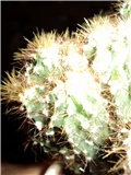 kaktus1