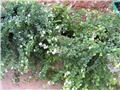 bacopa