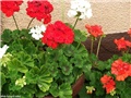 pelargonije