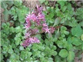 Sedum