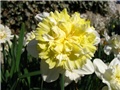 Narcissus - 