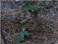 Krastavac
