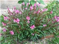 gaura