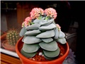 Crassula  Morgans Beauty