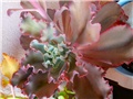 echeveria