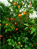 mandarina