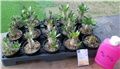 pachypodium 