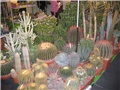 Padova 2006