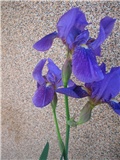 Iris (perunika)