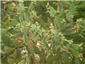 Opuntia -Lošinj