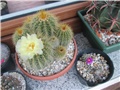 notocactus leninghausii 