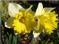 Narcissus - 